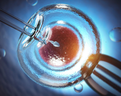 Embryo development and transfer