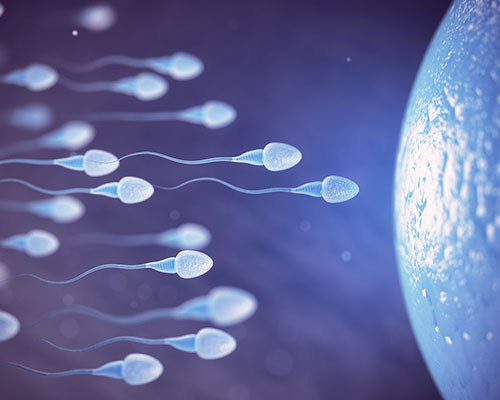 Sperm preparation and fertilisation
